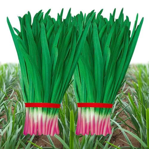 Семена пурпурного корня.