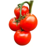 Маленькие семян семян семян томатов саженцы саженцы саженцы тысячелетие в филе томатное горлочное горло