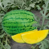 Небольшие японские семена семян семян семян арбуза в Японии, желтый крикет желтая кожура, небольшие саженцы, южные сезоны, посадки мулов