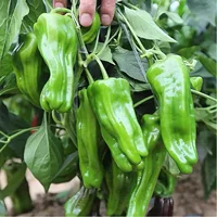 (Маленький овощный сад) Шесть саженцев кожи перца (маринованный перец) 6