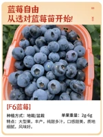 [Групповые разведения новых саженцев] F6 Blueberry фруктовые саженцы 1 [Версия -упаковка, упаковка в прямом эфире] Принесение почвы и листьев, результаты второго года
