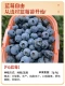 [Групповые разведения новых саженцев] F6 Blueberry фруктовые саженцы 1 [Версия -упаковка, упаковка в прямом эфире] Принесение почвы и листьев, результаты второго года