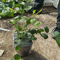 [С горшком] Саженцы изумрудной черники в горшке