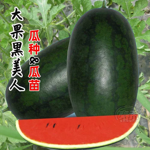 Черная кожа Черная красота саженя семян семян семян