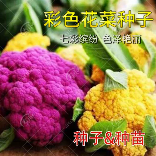 Рассеяния для саженцев из цветной капусты пагода