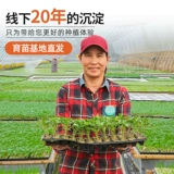 Маленькие семян семян семян томатов саженцы саженцы саженцы тысячелетие в филе томатное горлочное горло