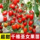 [Shouhe Selection] 6 саженцев томатов черри тысячелетия