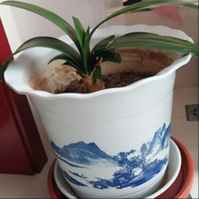 Flowerpot move potted tray with universal wheel base shelf tray collet receptacle round tray