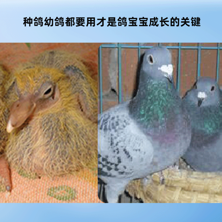 Hannover Pigeon Thuốc Pigeon Liwang Chăn nuôi Chim bồ câu con Thuốc sinh sản Pigeon Race Nguồn cung cấp Pigeon Thuốc Chăm sóc sức khỏe hoàn chỉnh Dinh dưỡng điều hòa