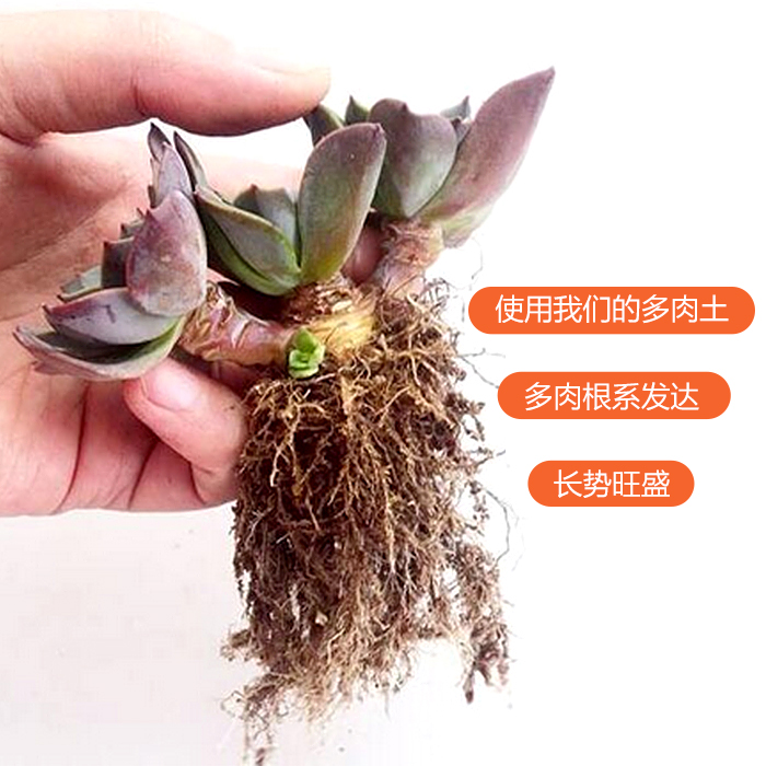 多肉土專用營養土多肉植物土顆粒土泥炭土種植土鋪面石有機土花土