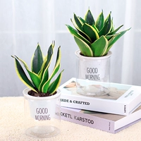 [Снижение свалки] Phnom Penh Tiger Piran 2 горшки утреннего ленивого самостоятельного бассейна