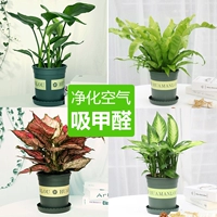 Бассейн-бассейн-бассейн-бирд с раем + птичьего гнезда папоротник + ruyi Queen + Marian + Полный подарочный набор