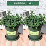 2 горшка мята