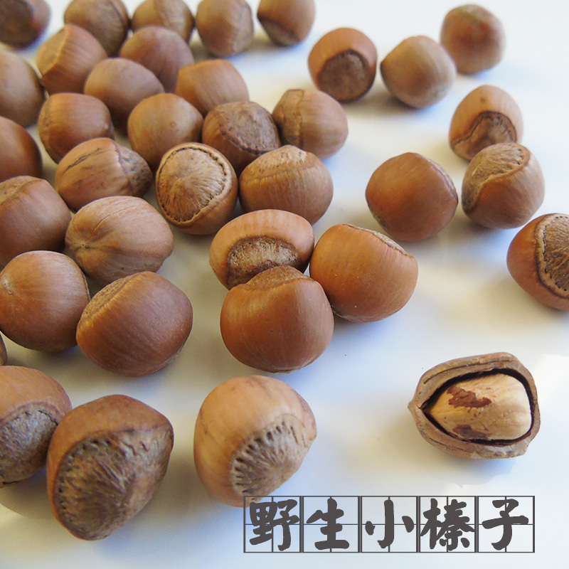 19 9 email free ) Northeast small hazelnut wild hazelnut raw nutrition squirrel grain food snack to grind their teeth