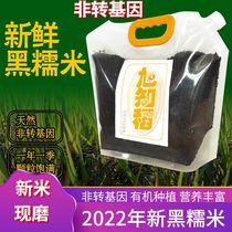 Xu Chi Rice riz noir du nord-est 2023 Nouvelle ferme de riz noir Wuchang riz parfumé riz glutineux porridge de riz Heilongjiang riz glutineux noir