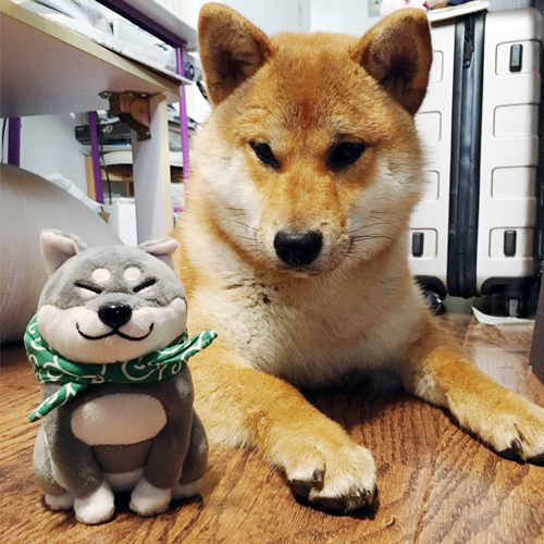 doge plush