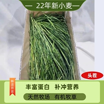 2022 drying wheatgrass rabbit chinchilla guinea pig hay feed tender seedling coarse leaf gross weight 1000G