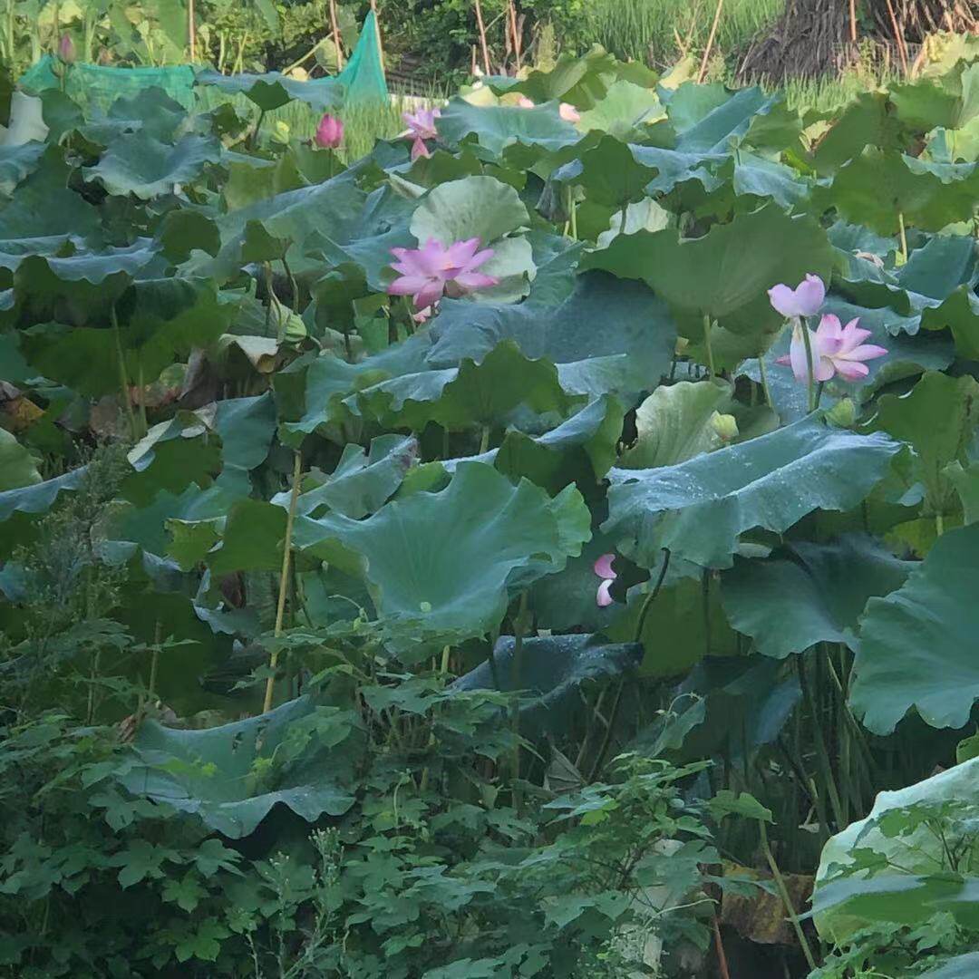 Zhejiang Shaoxing Xischengli farmhouse handmade self-drying out of the lotus leaf tea tea drinking cool down the fire green natural