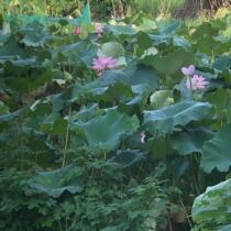 Zhejiang Shaoxing Xixi hometown farmhouse handmade self-drying whole lotus leaf tea tea drink cool under fire green and natural