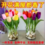 Тюльпан горшечные растения с цветочными почками и выращиванием воды в четыре сезона Тюльпан посадка цветочные растения гостиная зеленые растения цветы легко поднять