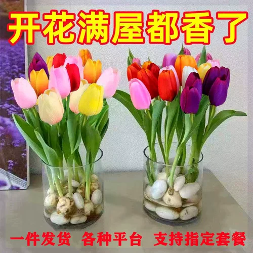Тюльпан горшечные растения с цветочными почками и выращиванием воды в четыре сезона Тюльпан посадка цветочные растения гостиная зеленые растения цветы легко поднять