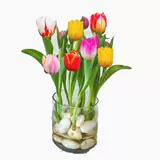 Тюльпан горшечные растения с цветочными почками и выращиванием воды в четыре сезона Тюльпан посадка цветочные растения гостиная зеленые растения цветы легко поднять