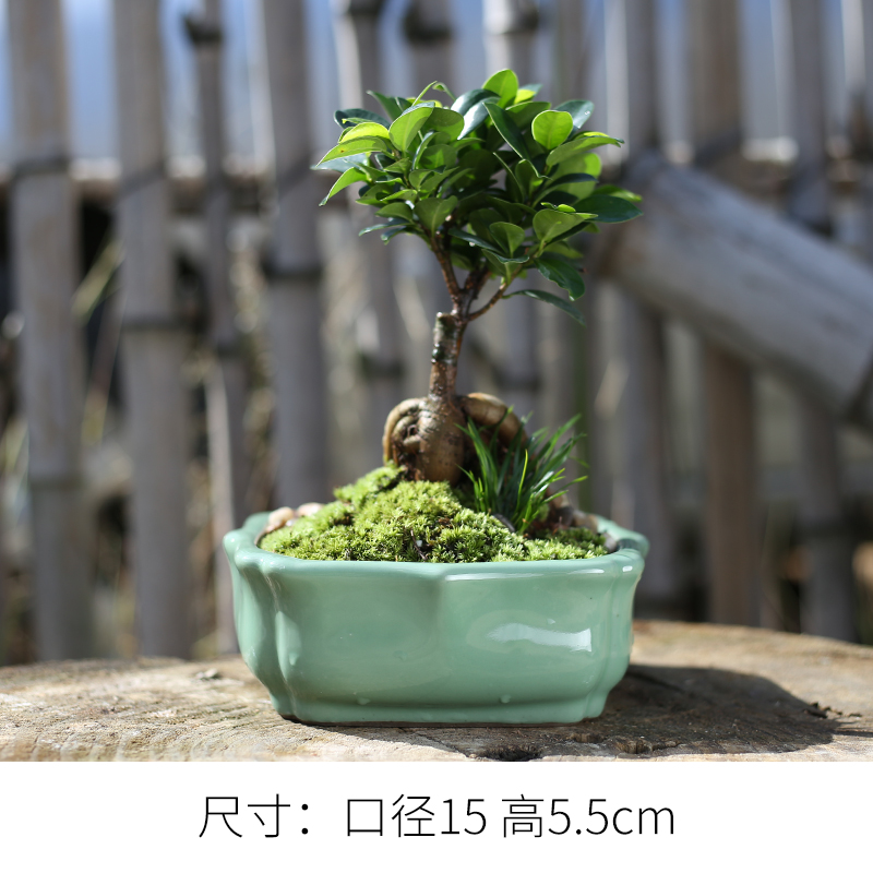 Large slightly fleshy plant landscape of Large diameter extra Large platter fleshy flowerpot coarse ceramic wholesale special offer a clearance