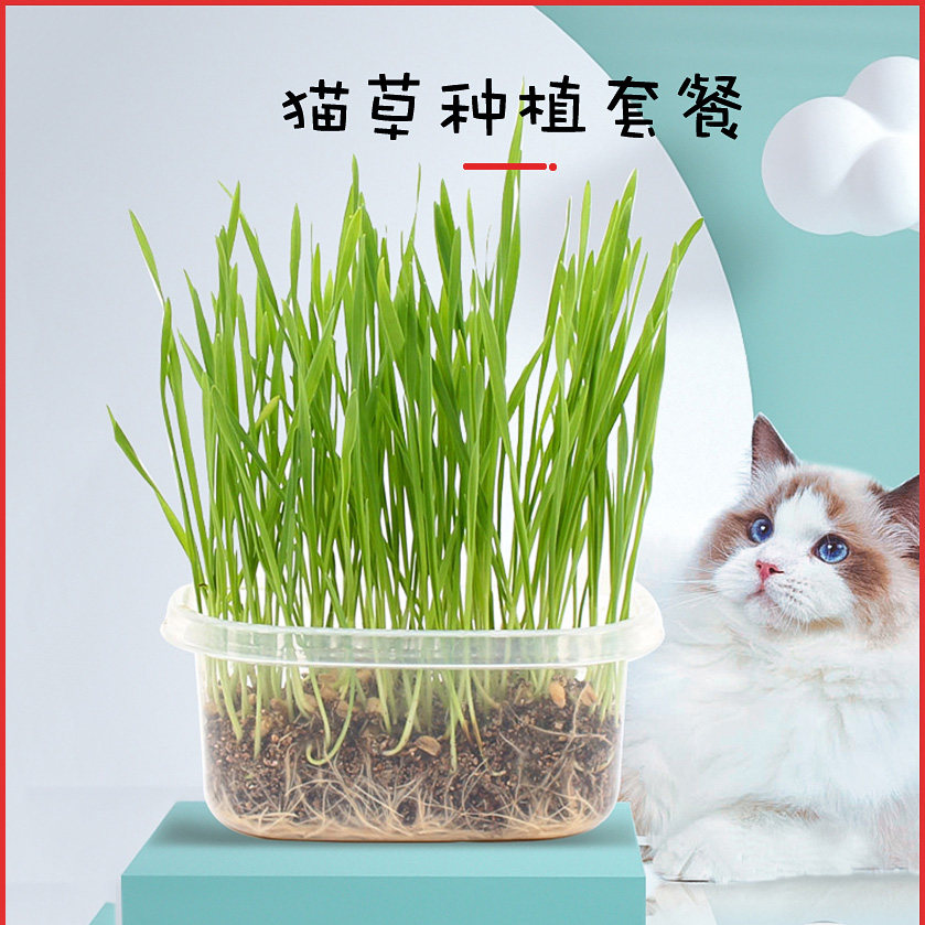 Cat grass seed cat mint cat snacks to hair balsamic hair cream cat grass hydroponic seed planting suit kitty supplies