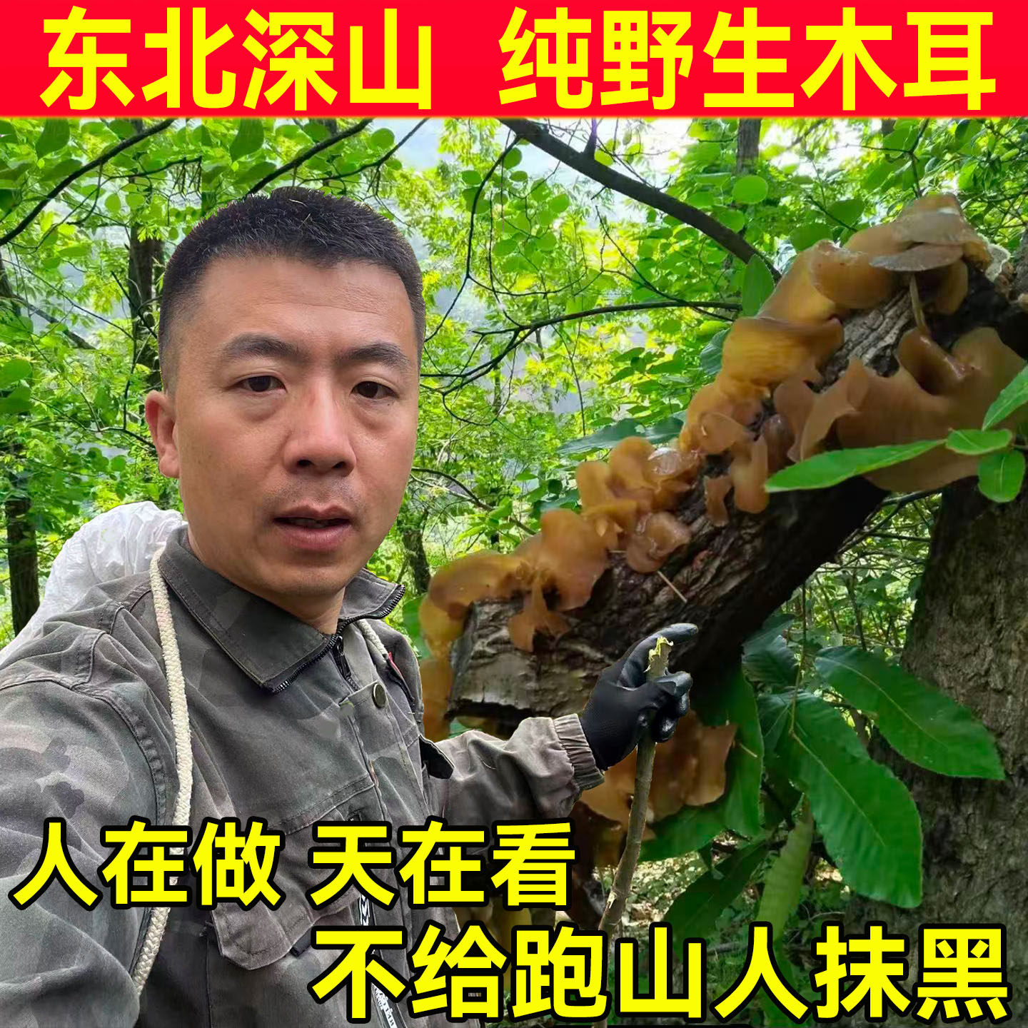 中国東北部長白山産高級乾燥黒キクラゲ；シナノキクラゲ；天然；送料無料；冷菜や長白山産特選キノコに最適