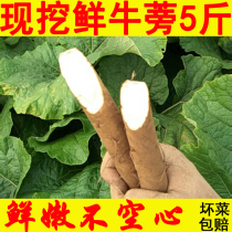 Burdock root fresh 5kg Lanling now dug 2021 Cangshan agricultural production wild golden cattle bang bangpong pound tea slices