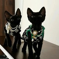 Pure black Devin curly cat pure breed living infant cat not dropping out of hair monarch cat tiger spotted black and white open face eclectic pet cat