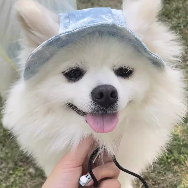 Товары от 创凡宠物用品专营店