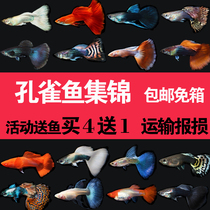 Guppies purebred living small tropical ornamental fish pregnant female guppies fine anchovies aquarium pets