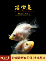 kiss fish cute kiss kiss mouth ornamental fish aquarium tropical lover peach blossom kiss fish send men and women gifts