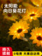 Solar courtyard outdoor lights, balcony atmosphere decoration, lawn lights, sunflower lanterns