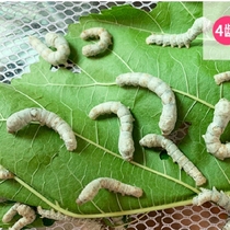 Silkworm egg bag hatching popular science-packed silkworm reptile pet box and mulberry leaf 1-2-3-4-5 age set