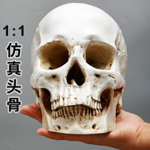 1:1 resin simulation skull skull skull can separate art students special teaching tools for painting artists