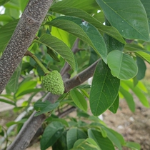 Live broadcast room special shooting link