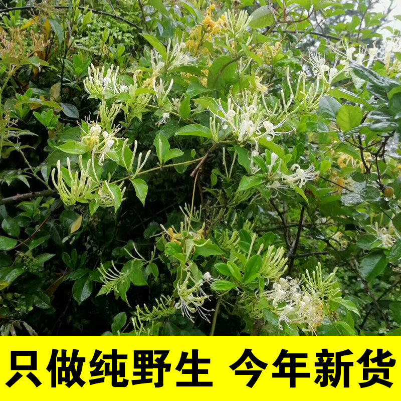 2022 Wild Honeysuckle Dried Flower Tea Pure Natural Baby Baby Bath Bath Herbal Tea 250g Additive-Free