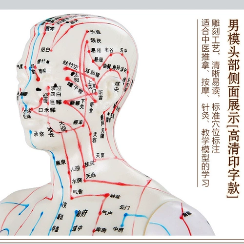 可孚 Медицинское физиологичное иглоукалывание, манекен головы, прозрачные минифигурки подходит для мужчин и женщин, обучение, 50см