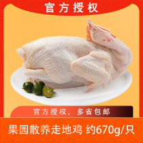 Cute Delicious Farmhouse Loose Ground Chicken Native Chicken Fresh Frozen Whole Chicken 670g * 3 Only