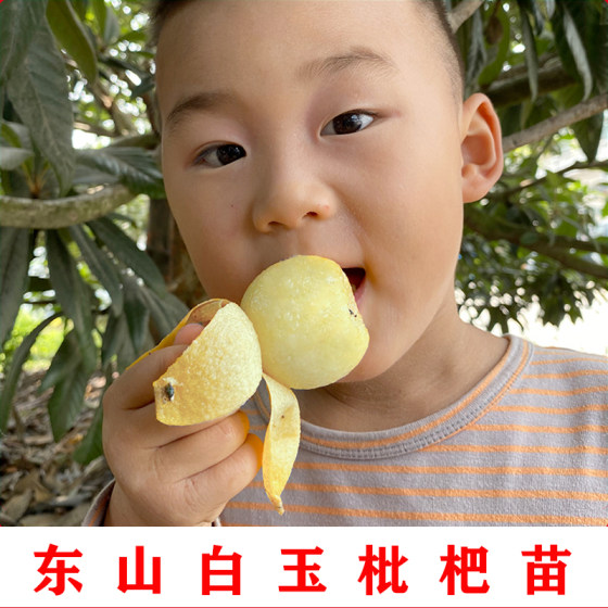 Suzhou Dongshan white jade loquat saplings are grafted and seedless white jade loquat saplings are potted and planted in the north and south.