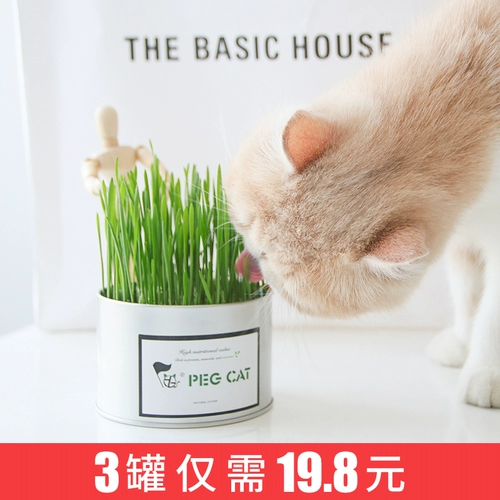 Кошачьи семена Гидропонная кошка с закусками для волос -шар -шар -мячи для волосатых семян для семян для семян семян