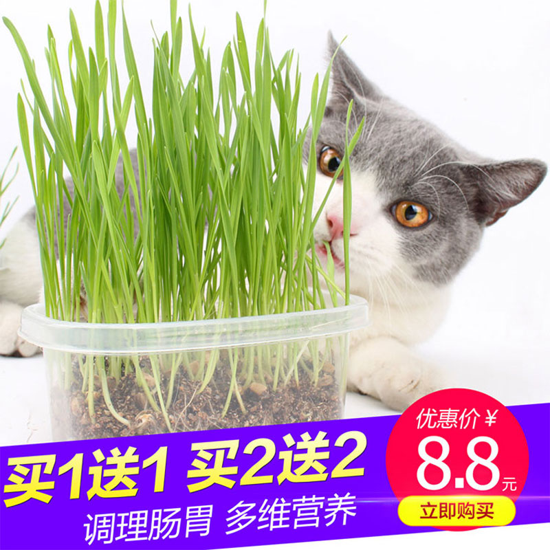 Cat grass hydroponic cat grass seed cat mint kitty eats Stuffed Cat Snack Barley Suit to Mao Ball Nutritious Earth