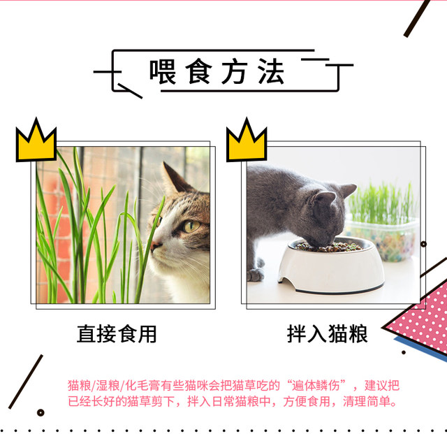 cat grass hydroponic cat grass seed cat mint cat snacks for cats , cat grass set to remove hair balls and ທາດບໍາລຸງດິນ