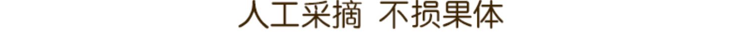 【现货】坏果包赔泰国释迦芒果泰芒5斤