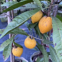 Egg Yolk Fruit Tree Fruit Fry All Season Results Eggs fruit tree Miao Yaodong Fairy Peach South Planting Potted Fruit Trees