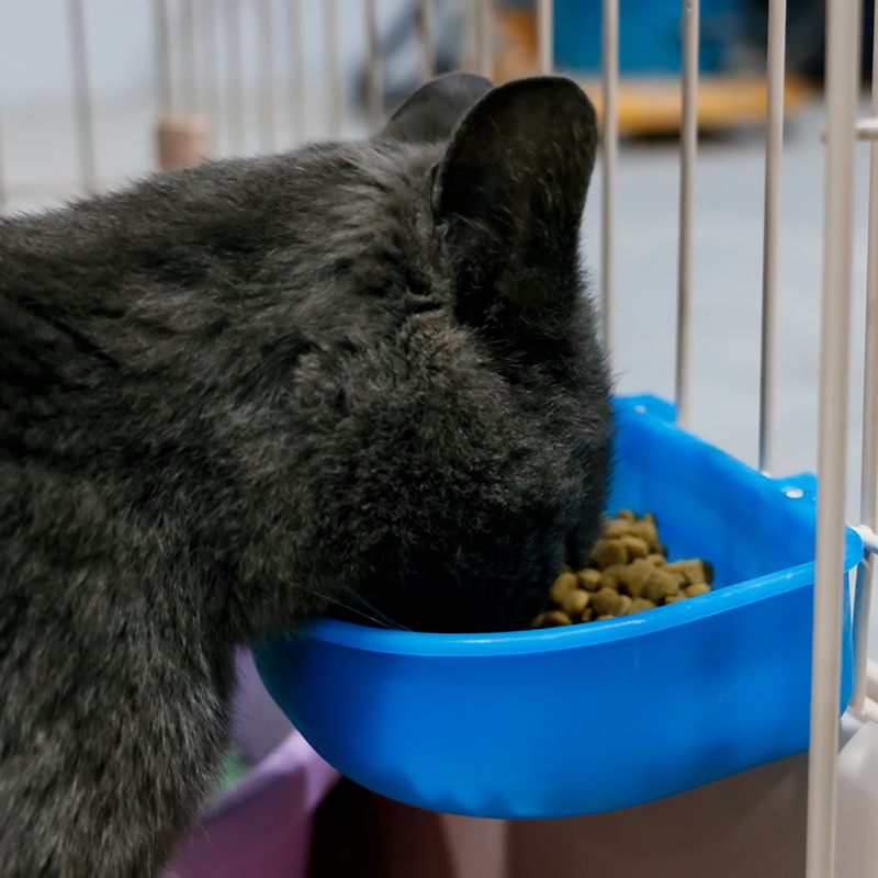 Cat aviation box hanging bowl cat food bowl pet box anti-knock fixed cat dog cage feeding bowl