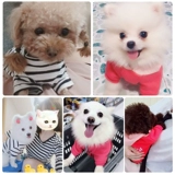 Одежда для щенка весна и осенью, тонкое плюшевое молоко молоко кот Bomebi Belle Pet Fast Dog Small Dog Spring