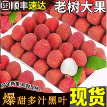 Lychee fresh black leaves Fujian freshly picked sweet white sugar cinnamon flower scented poppy large fruit seasonal whole box 10 catties 5 catties